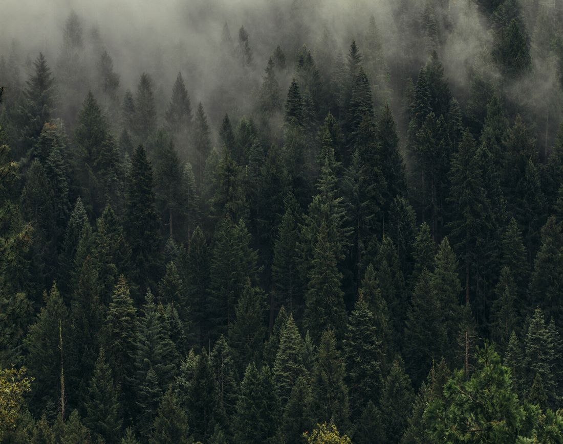 A sprawling foggy pine forest